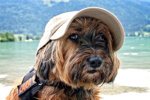 Urlaub mit Hund: Tipps für stressfreies Reisen 1 Ein Hund mit Sonnenkappe, dahinter ein See. (c) Pixabay.com
