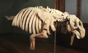 Virtueller Rundgang im Naturhistorischen Museum Wien 3 (c) NHM Wien/ Lois Lammerhuber