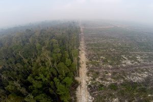 8 von 10 Kekse im Handel enthalten problematisches Palmöl 1 (c) Global 2000/ Vanessa Böttcher