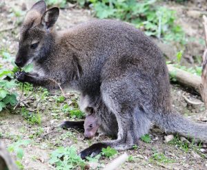 Wenige Stunden nach der Geburt ein erster Blick aus dem Beutel der Känguru-Mutter. (c) Tierwelt Herberstein