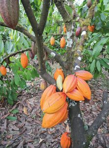 So sehen reife Kakaoschoten aus, Stichwort Schokoladen-Check. (c) (Martin Wildenberg_global2000