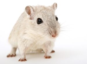 Was Hänschen nicht lernt, lernt Hans nimmermehr 1 Eine Maus, Stichwort was Hänschen nicht lernt... (c) Pixabay.com