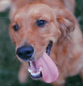 Hund, Katze, Wellensittich: So gut sind sie für die Gesundheit 1 Ein Hund mit heraushängender Zunge. (c) Pixabay.com