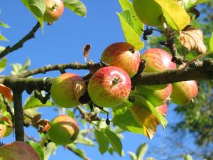 Äpfel auf einem Baum, Stichwort Apfel. (c) Pixabay.com