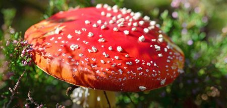 Achtung: Von 3.000 Pilzarten in Europa sind 150 giftig (c) Pixabay.com