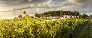 Landschaft im Weinviertel, Stichwort Weinherbst. (c) Niederösterreich-Werbung/ Michael Liebert