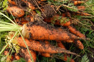 Frisch geerntete Karotten, Stichwort Klimaschutz. (c) Pixabay.com