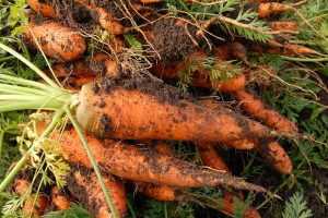 Klimaschutz geht uns alle an - und beginnt schon beim Essen 1 Frisch geerntete Karotten, Stichwort Klimaschutz. (c) Pixabay.com