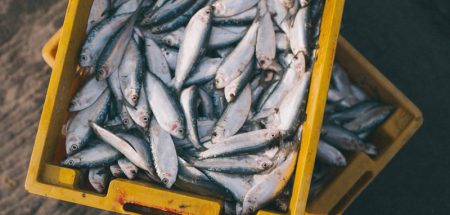 Fisch-Einkaufsratgeber mit Empfehlungen, Rezepten und Geschichten (c) Pixabay.com