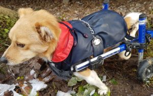 Ein behinderter Hund mit einem Schutzmantel, Stichwort Hunde. (c) Pfotenhilfe.org