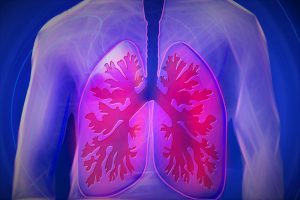 Lebensmittel Raum-Luft: jeden Tag atmen wir 15kg Luft ein. 1 Illustration der Lunge eines Menschen, Stichwort Luft als Lebensmittel. (c) Pixabay.com