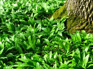 Raus in den Wald und den 'Duft des Frühlings' pflücken 1 Bärlauch im Wald. (c) Pixabay.com