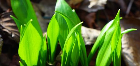 Raus in den Wald und den ‚Duft des Frühlings‘ pflücken (c) Pixabay.com