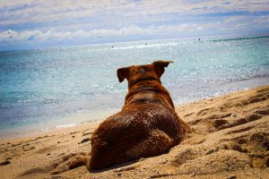 Ein Hund liegt auf einem Sandstrand uns schaut auf das Meer, Stichwort Urlaub mit dem Hund. (c) Pixabay.com