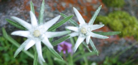 Die heißen Tränen der Eisjungfrau – Mythos Edelweiß (c) Alpenverein/ B. Reitler