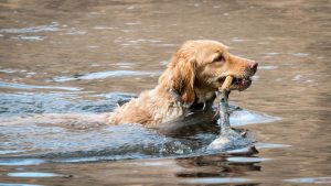 Ein Hund mit Stock im Maul im Wasser, Stichwort beste Freunde. (c) Pixabay.com