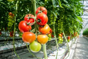 Tomaten auf einer Staude in einem Gewächshaus. (c) Pixabay.com