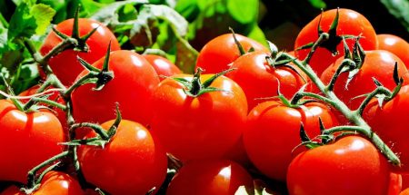 Tomaten: Der große GLOBAL 2000 Nachhaltigkeits-Check (c) Pixabay.com