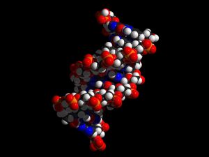 Modell einer DNA. (c) Pixabay.com