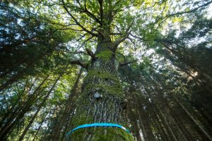 Ein hoher, alter Baum, Stichwort Bestattungen im Wald. (c) FriedWald/ Josef Moritz