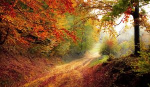 Ein Waldweg im Herbst. (c) Pixabay.com