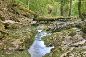 Das Wildnisgebiet Dürrenstein zählt ab sofort zum UNESCO Weltnaturerbe. (c) Wildnisgebiet Dürrenstein/ Christoph Leditznig