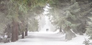 Ein verschneiter Waldweg, Stichwort Kälte. (c) Pixabay.com