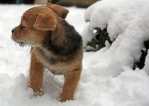Ein junger Hund im Schnee, Stichwort Winterurlaub. (c) Pixabay.com