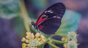 Ein Schmetterling auf einer Blume, Stichwort pestizidfrei. (c) Global 2000