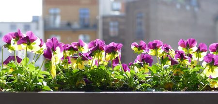 Hot Flowers – coole Balkonpflanzen für die heißen Tage des Jahres (c) Pixabay.com