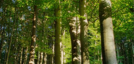 Fair-Play im Wald ist ein Muss für jeden Waldbesucher (c) Bundesforste.at/ H. Köppel