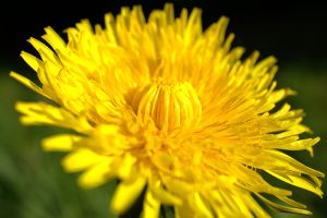 Heilkräuter – "Medizin" am Wegrand, im Wald und auf der Wiese 2 (c) Pixabay.com