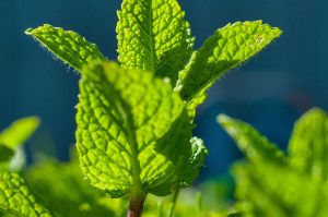 Heilkräuter – "Medizin" am Wegrand, im Wald und auf der Wiese 1 Pfefferminze, Stichwort Heilkräuter. (c) Pixabay.com