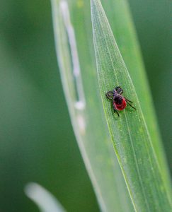 Eine Zecke auf einem Grashalm, Stichwort Zecken. (c) Pixabay.com