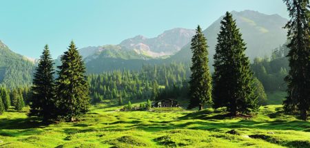 „Waldbaden“ – ein Trend aus Japan, der immer beliebter wird (c) Olympiaregion Seefeld