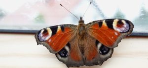 Ein Schmetterling, Stichwort Insekten im Haushalt. (c) Pixabay.com