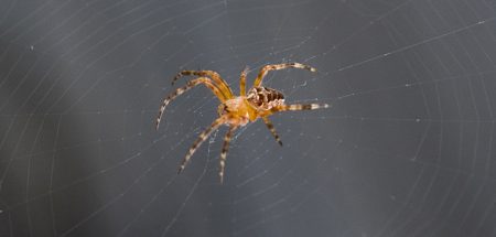 Insekten im Haushalt – Plage oder doch nützlicher als wir denken? (c) Pixabay.com