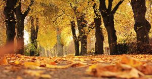 Herbstlich gefärbte Bäume, Stichwort der Winter kommt bestimmt. (c) Pixabay.com