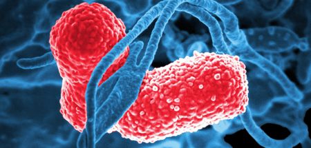 Lungenentzündung wird oft unterschätzt – so können sie vorbeugen Bakterium einer Lungenentzündung. (c) Pixabay.com