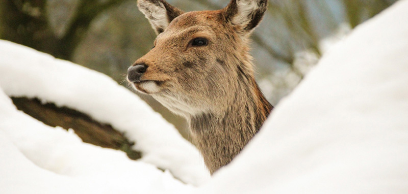 Der Kopf eines Rehes in einem verschneiten Wald. (c) Pixabay.com