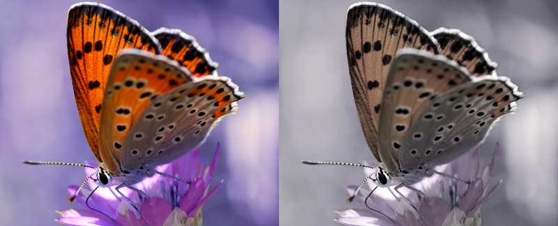 Grauer Star – ein Schmetterling auf einer Blume. Links original, rechts mit grauem Schleier. (c) Pixabay.com