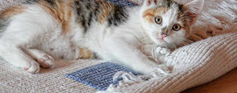 Ein liegendes Kätzchen, dass mit einer Teppichkante spielt, Stichwort stürzen im Alter. 
(c) Pixabay.com