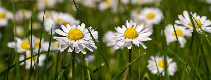 Gänseblümchen. (c) Pixabay.com