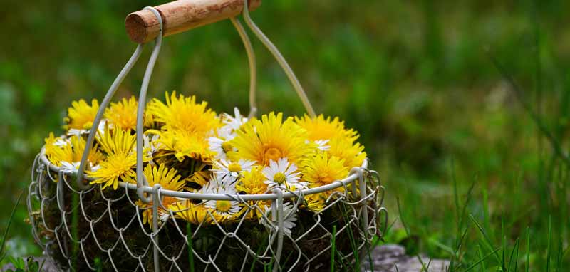 Löwenzahn und Gänseblümchen in einem Korb. (c) Pixabay.com