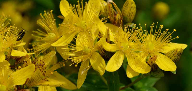 Johanniskraut Blüten. (c) Pixabay.com