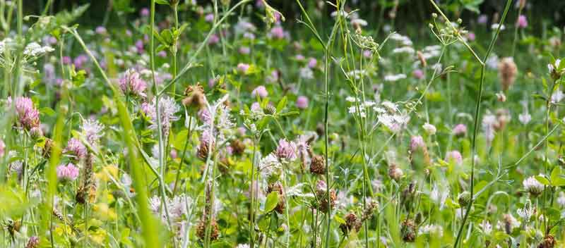 Eine blühende Wiese. (c) Pixabay.com