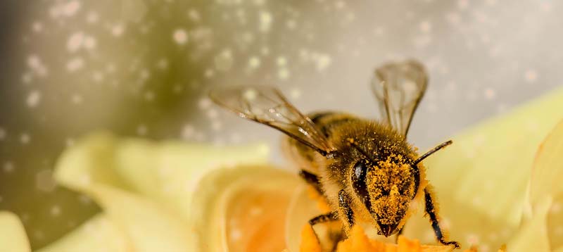 Pollen – Ursache von Heuschnupfen – werden von einer Biene gesammelt. (c) Pixabay.com