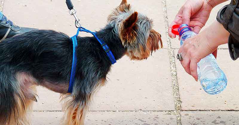Kühlweste und Leberwurst-Eis: 5 Tipps für Sommertage mit Hunden 1 Auch Hunde haben im Hochsommer einen erhöhten Flüssigkeitsbedarf. (c) Pixabay.com