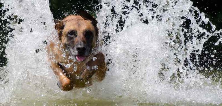 Ein Hund, der durch´s Wasser läuft. (c) Pixabay.com