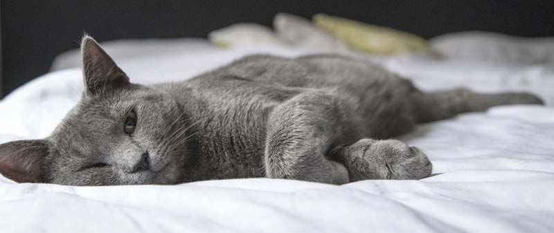 Eine graue Katze auf einem Bett. (c) Pixabay.com